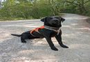 Il labrador che fiuta le perdite in mostra al Med Water Lab