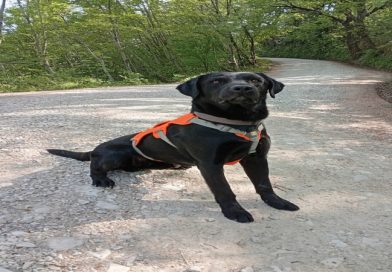 Il labrador che fiuta le perdite in mostra al Med Water Lab